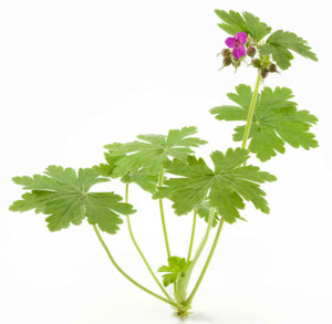 Geranium pelargonium graveolens - Natroma aromatherapy essential oils