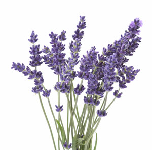 Lavender essential oil lavendula angustifolia - Natroma